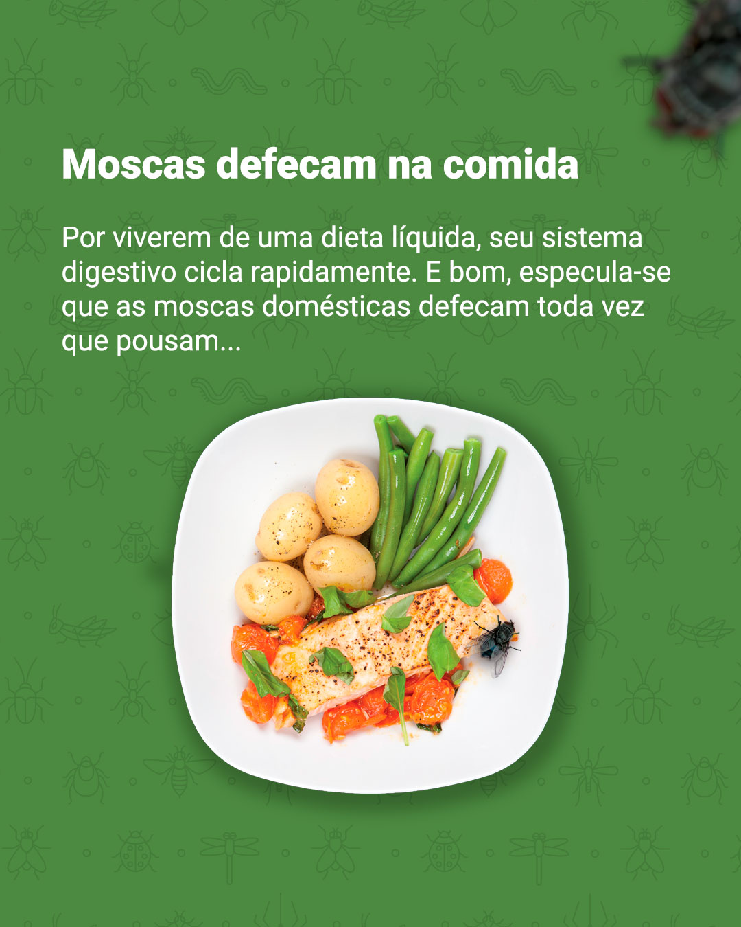 mosca-na-comida2-_04